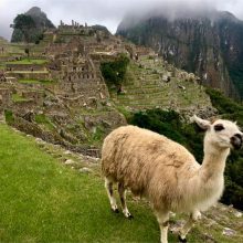 inca-trail-to-machupicchu-nature