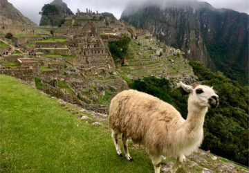 inca-trail-to-machupicchu-nature